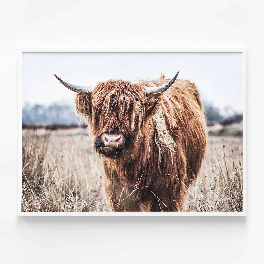 Scottish Cow