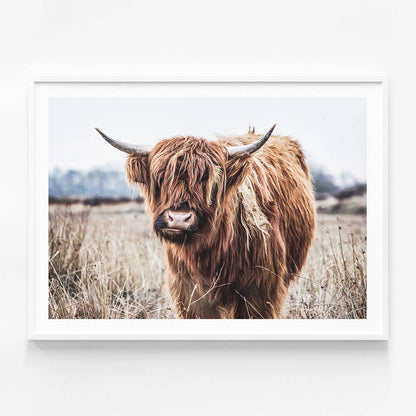 Scottish Cow