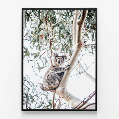 Serene Koala