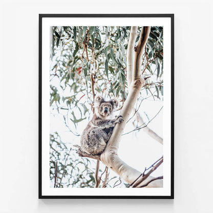 Serene Koala