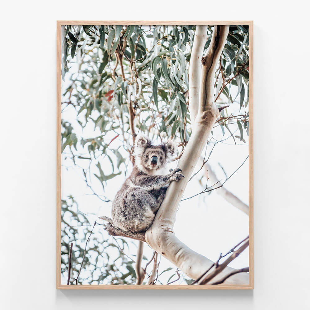 Serene Koala