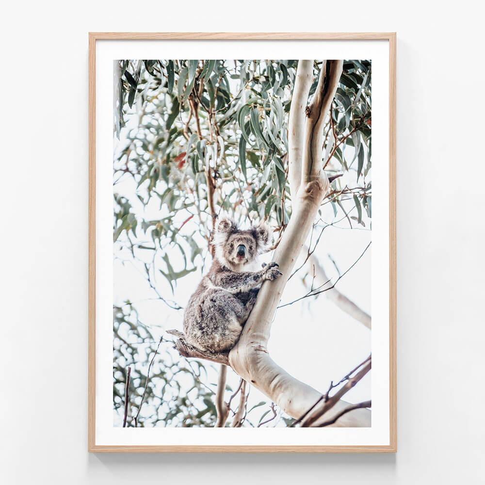 A framed art print featuring a Koala in a gum tree.