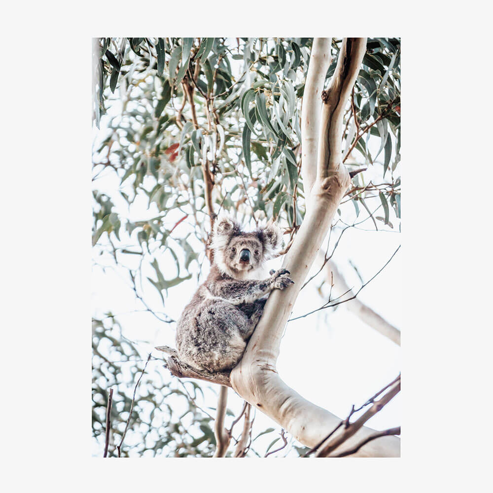 Serene Koala