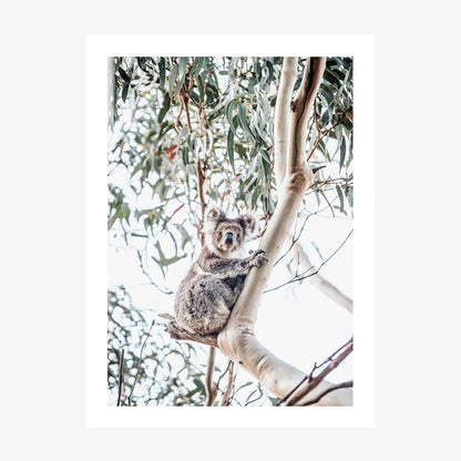 A photo wall art print featuring a Koala in a gumtree