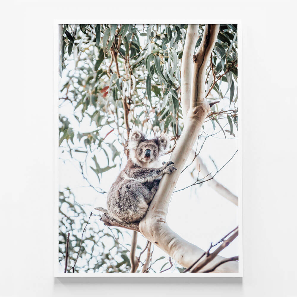 Serene Koala