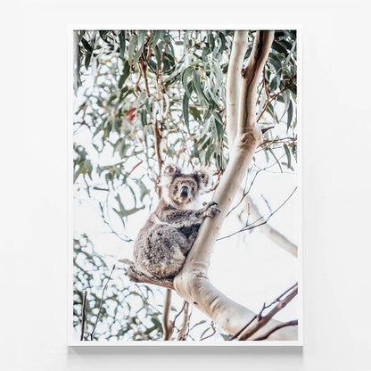 Serene Koala