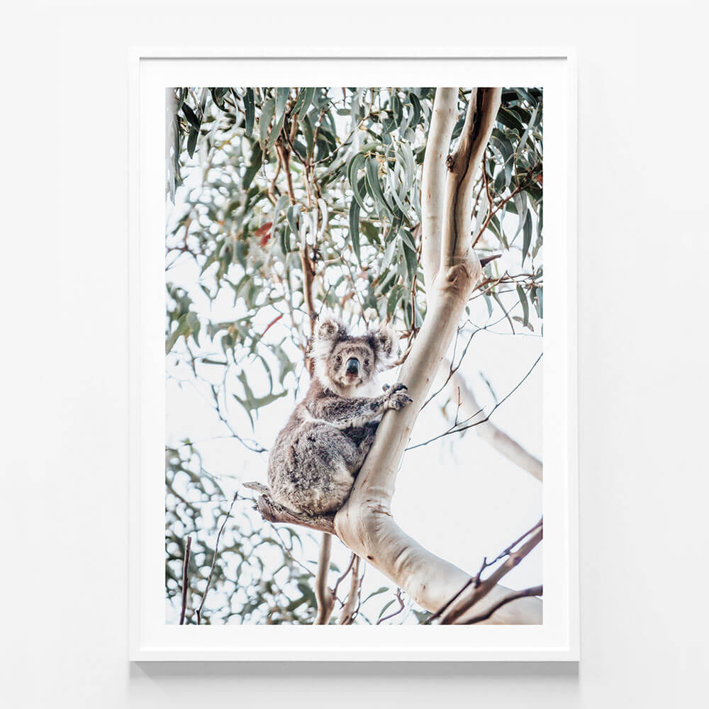 Serene Koala