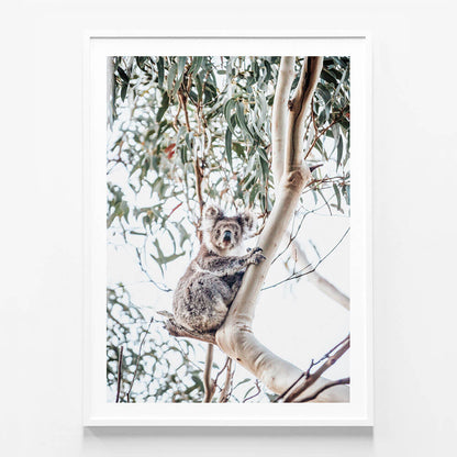 Serene Koala