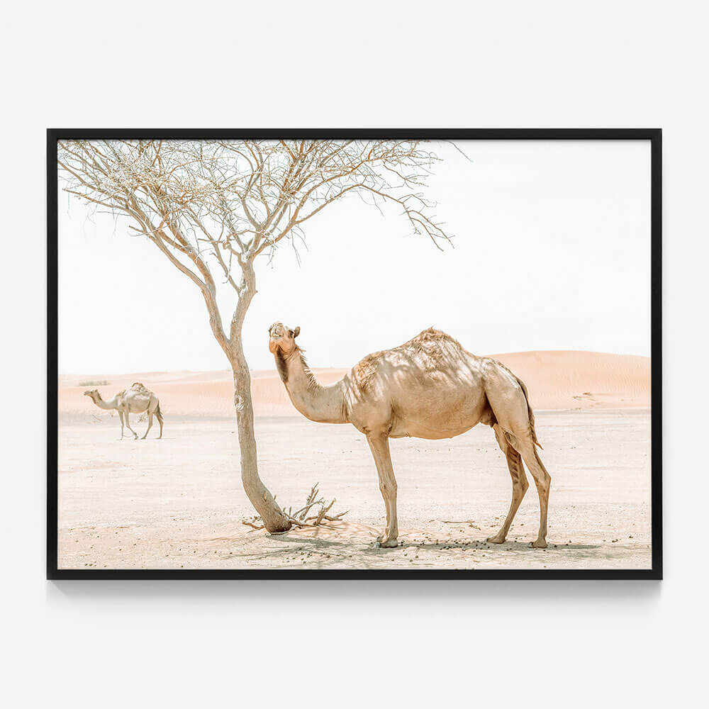 Shaded Camel