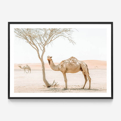 Shaded Camel