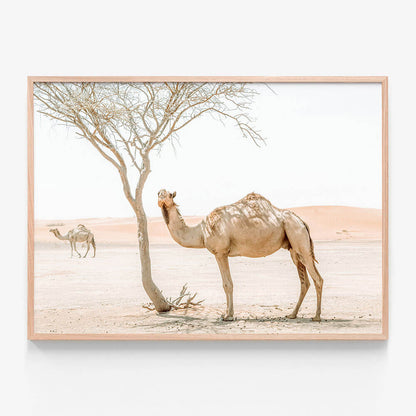 Shaded Camel