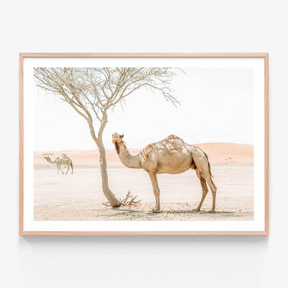 Shaded Camel