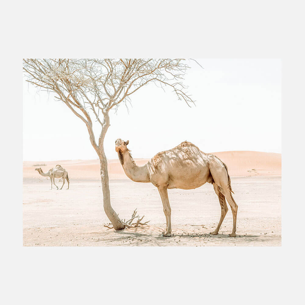 Shaded Camel