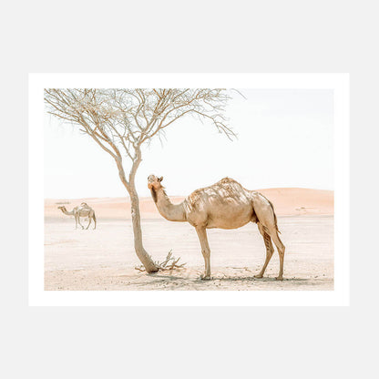 Shaded Camel