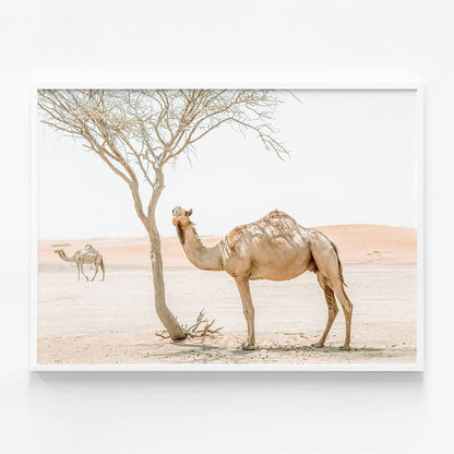 Shaded Camel