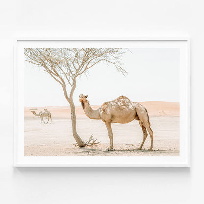 Shaded Camel