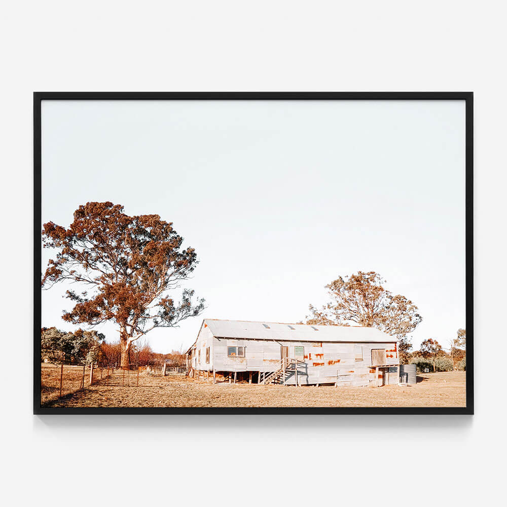 Shearing Shed