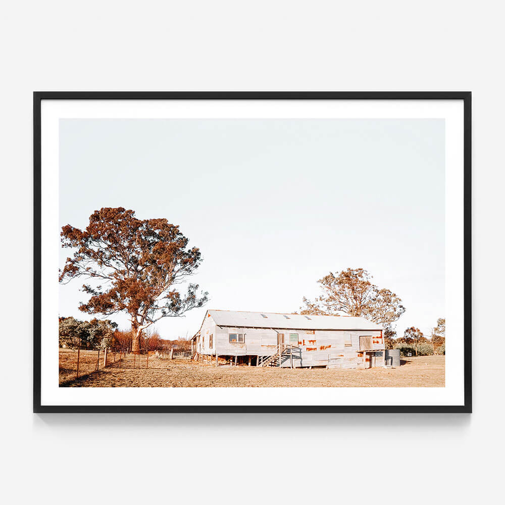 Shearing Shed