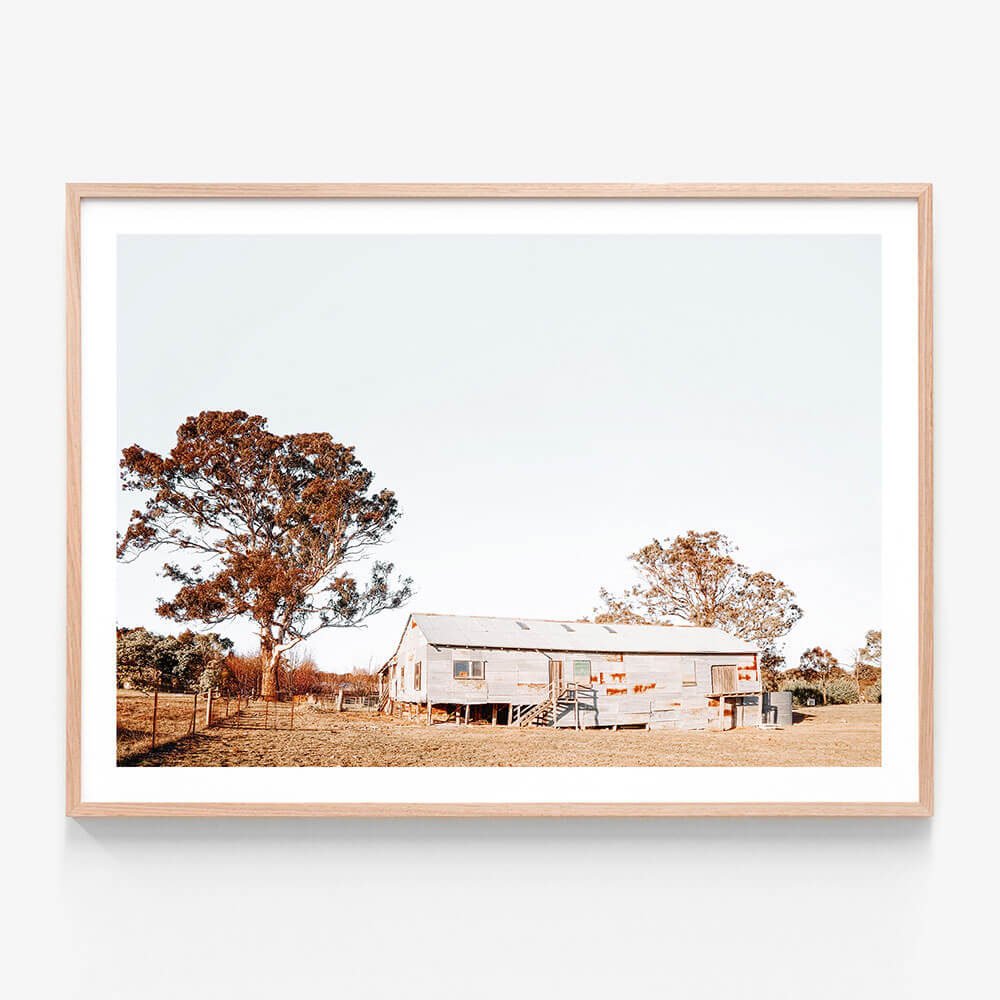 Shearing Shed