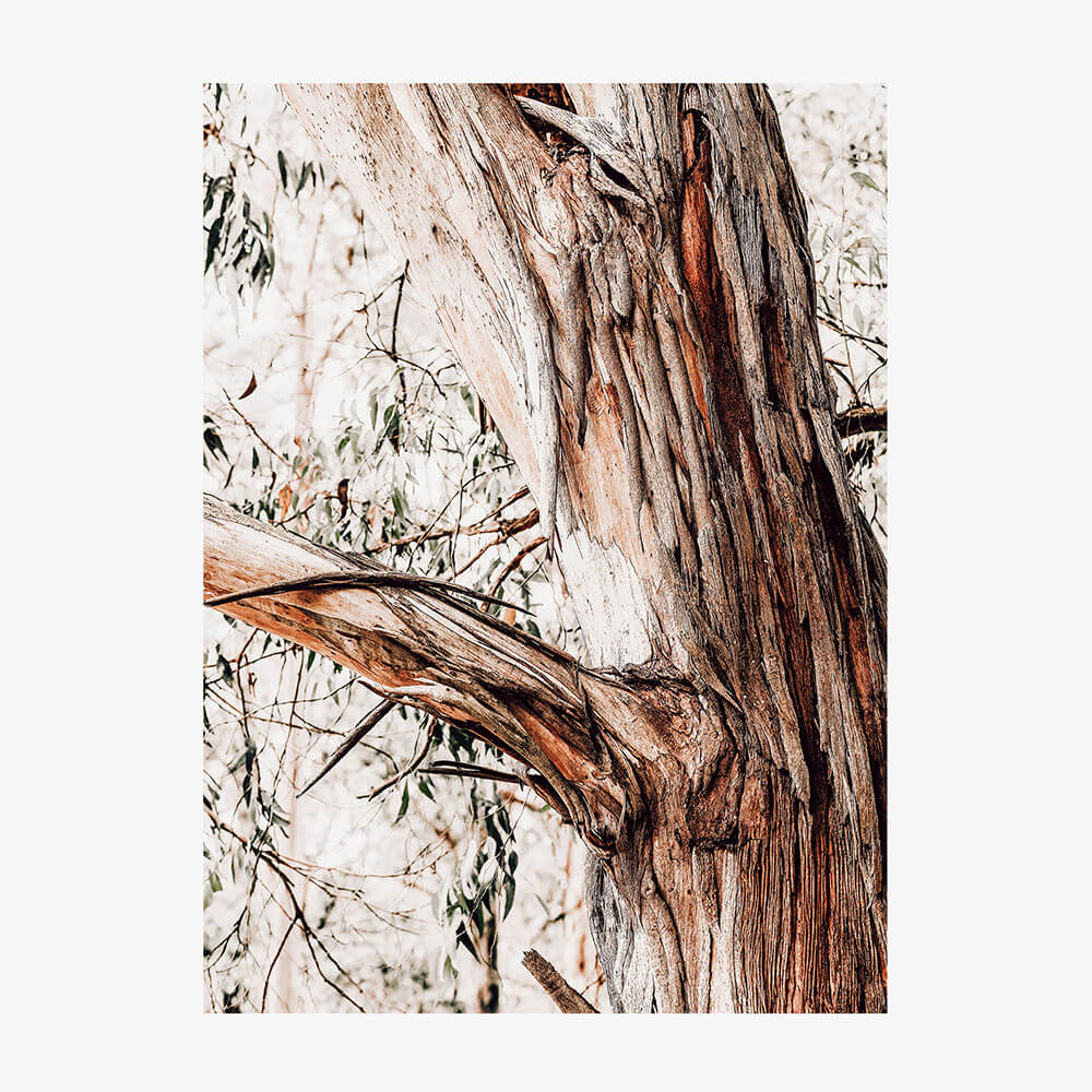 Shedding Bark