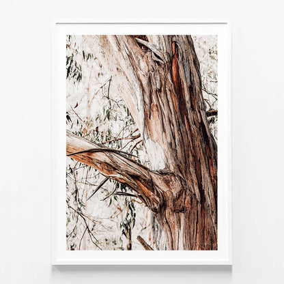 Shedding Bark