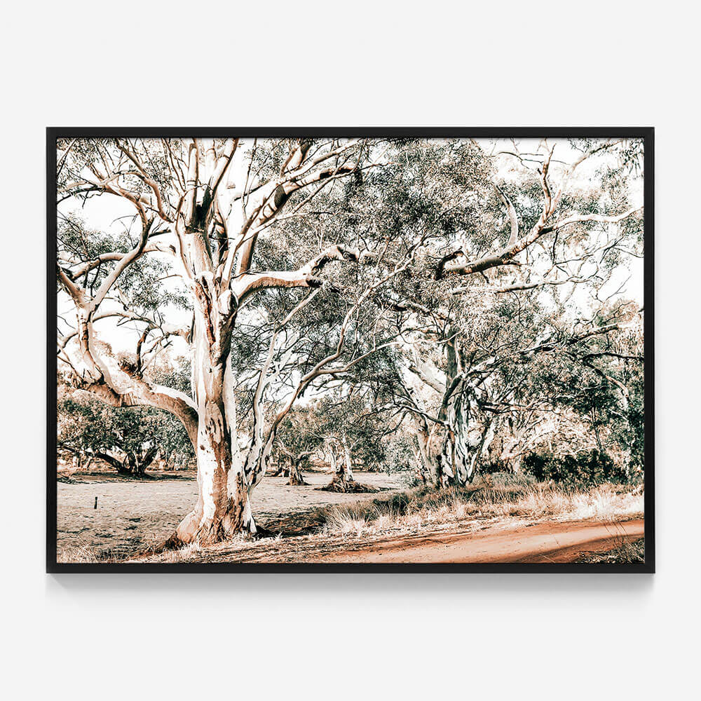 Silver Gum