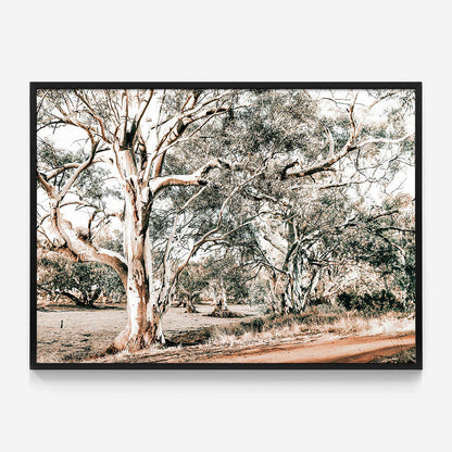 Silver Gum