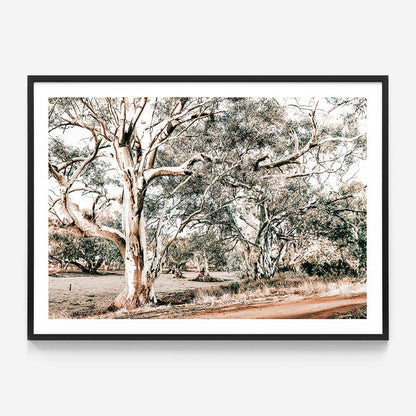 Silver Gum