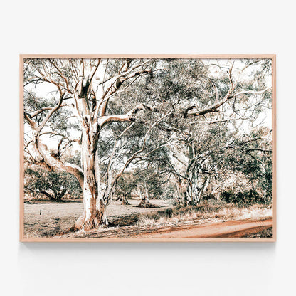Silver Gum