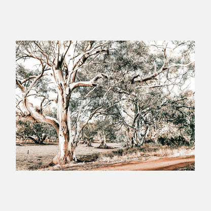 Silver Gum