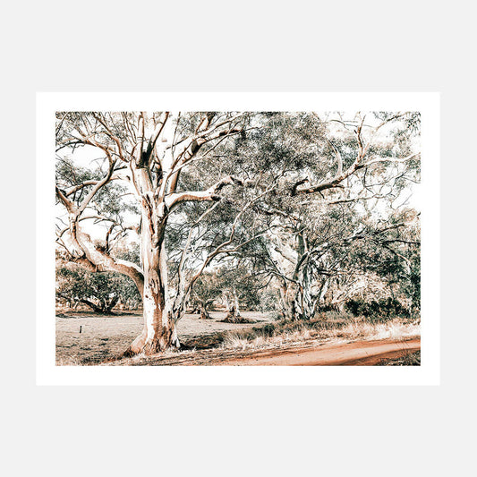 Silver Gum