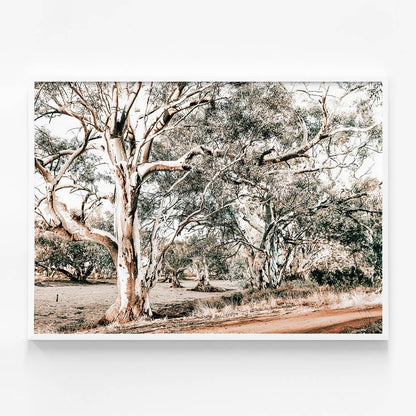 Silver Gum