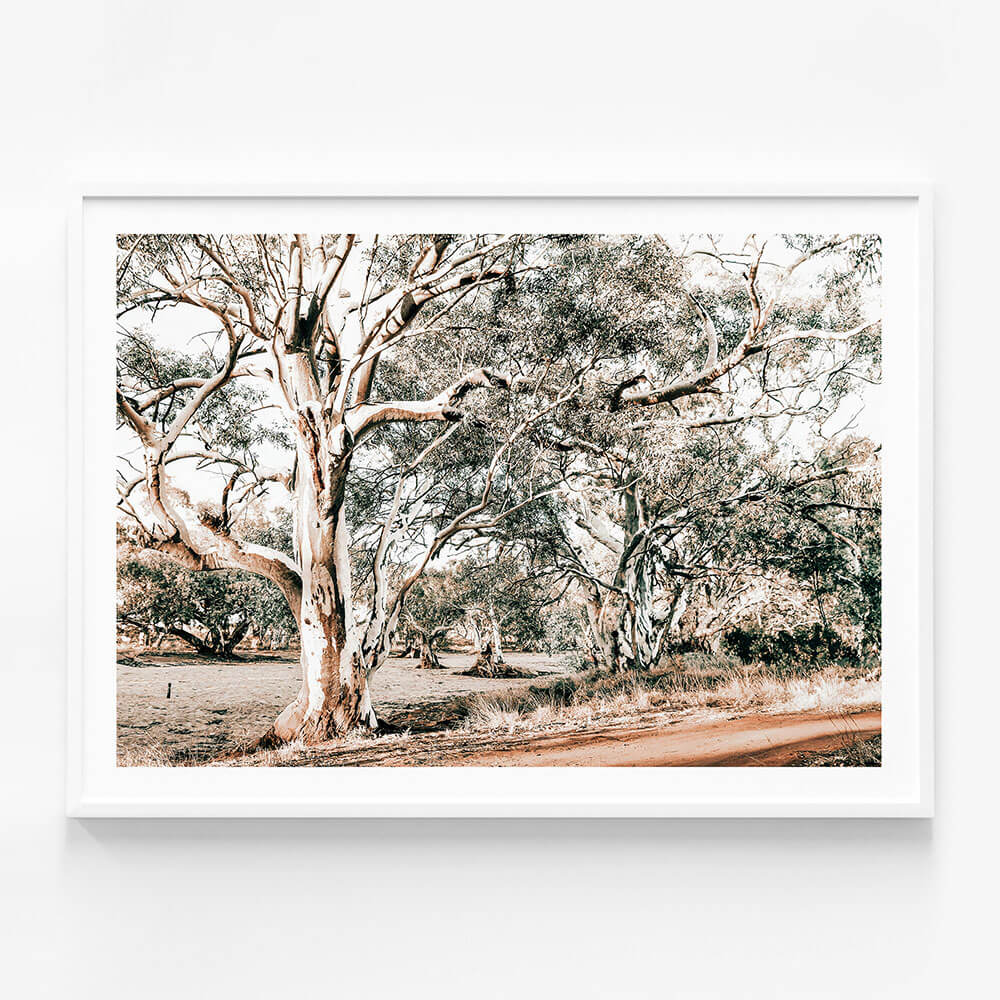 Silver Gum
