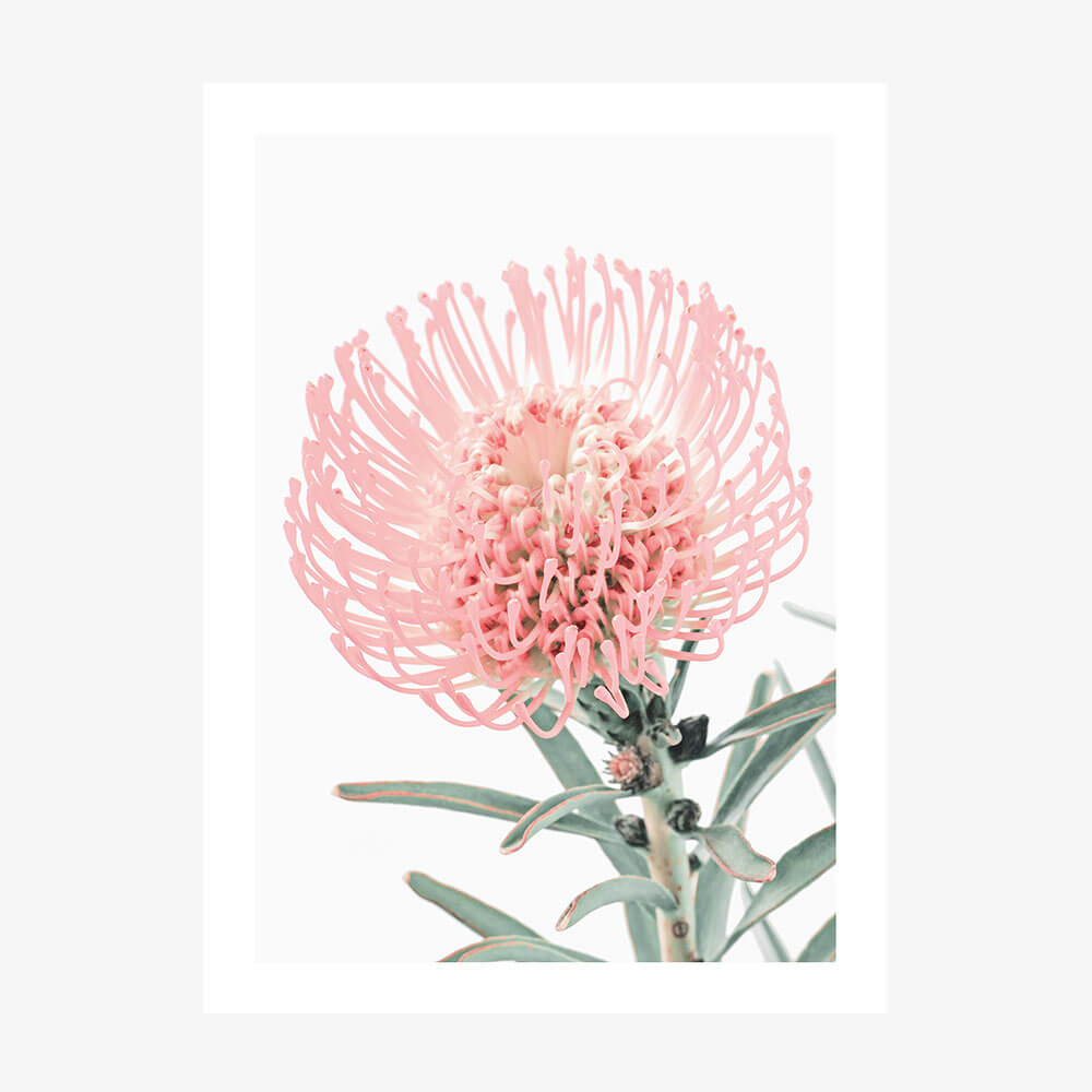 Single Pincushion