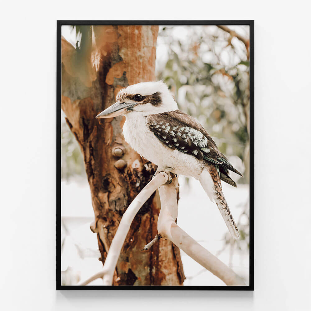 Sitting Kookaburra