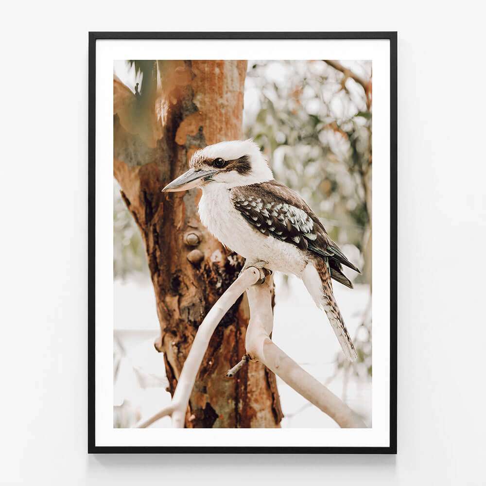 Sitting Kookaburra