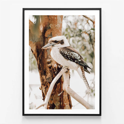 Sitting Kookaburra