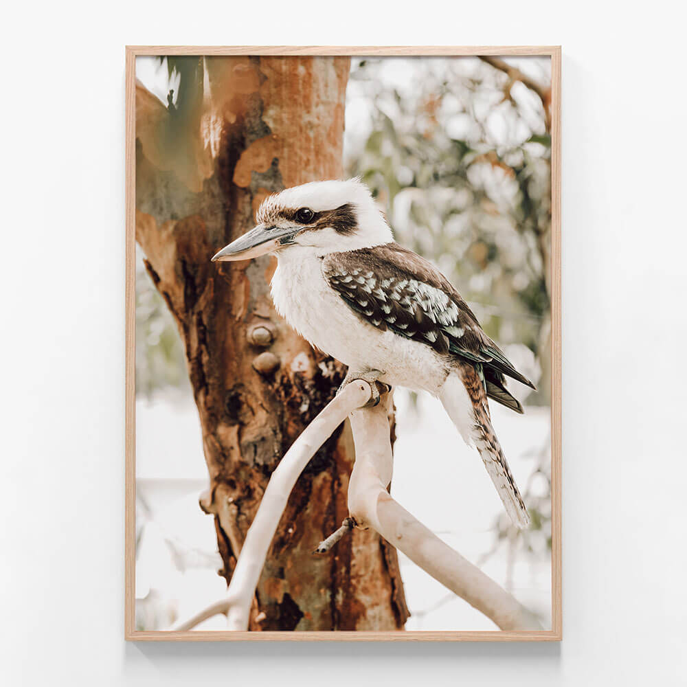 Sitting Kookaburra