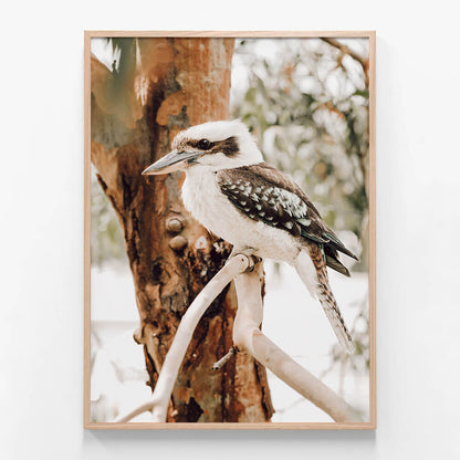 Sitting Kookaburra