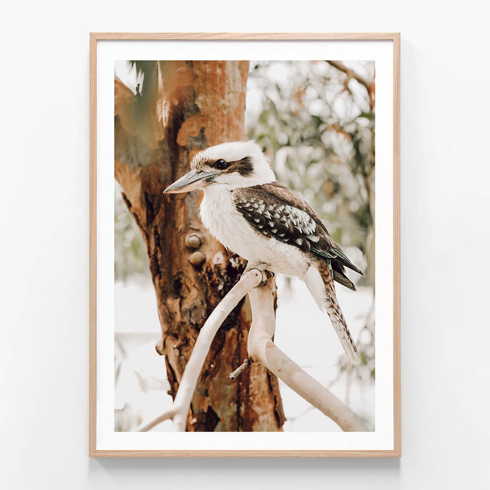 Sitting Kookaburra