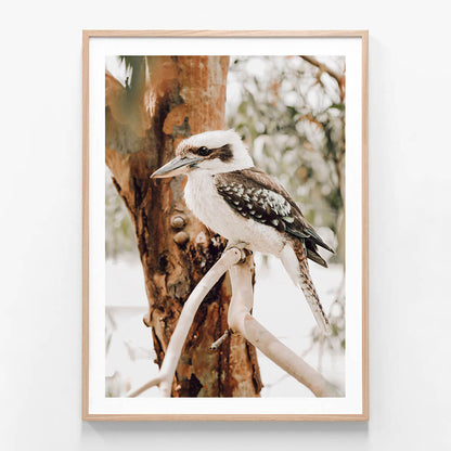 Sitting Kookaburra
