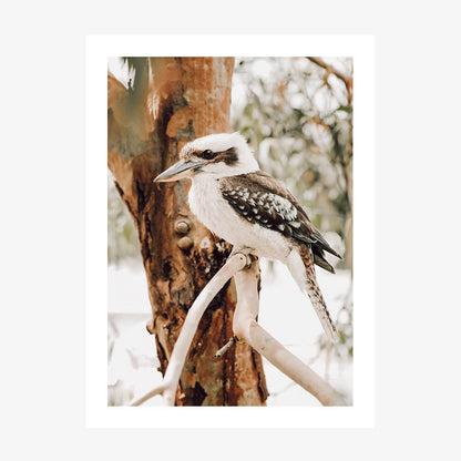 Sitting Kookaburra