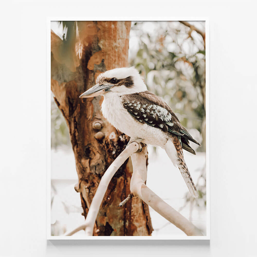 Sitting Kookaburra