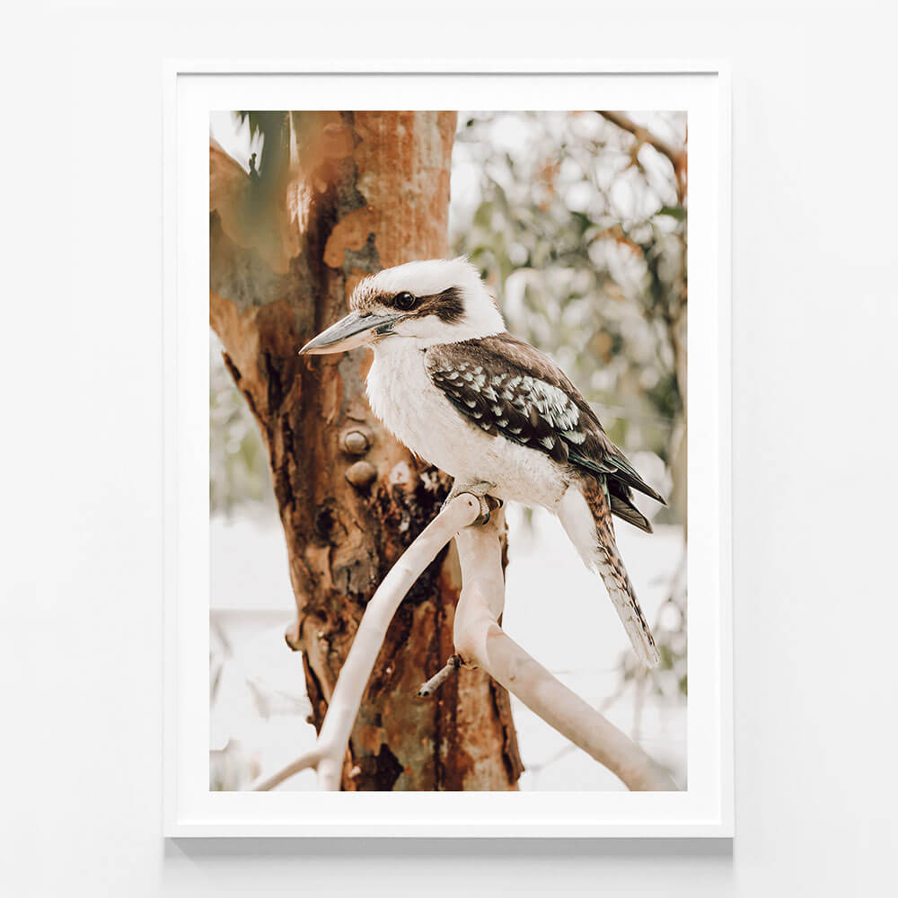 Sitting Kookaburra