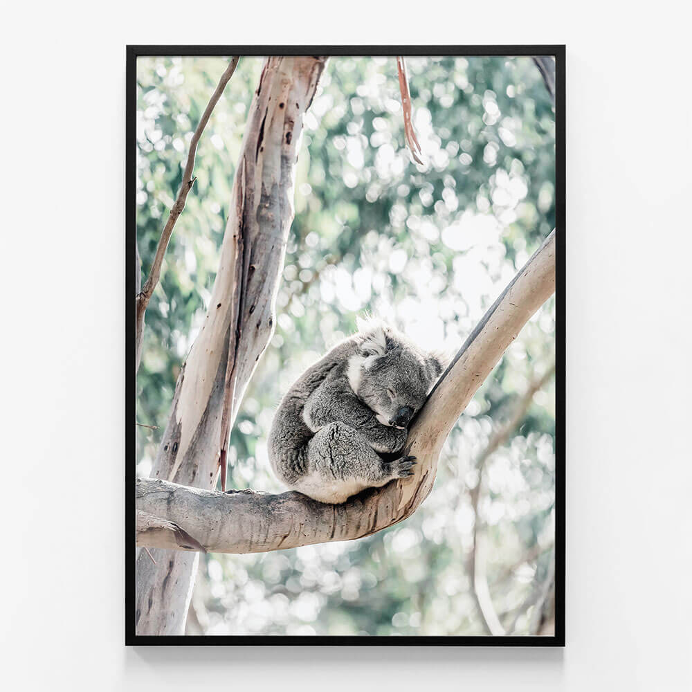 Sleepy Koala