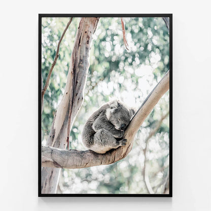 Sleepy Koala