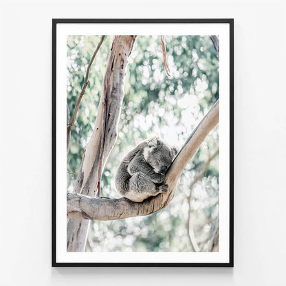Sleepy Koala