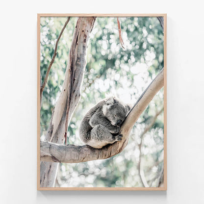 Sleepy Koala