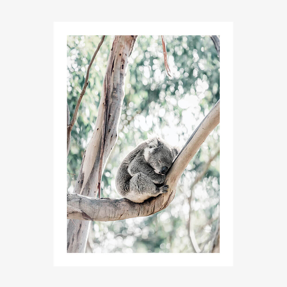 Sleepy Koala