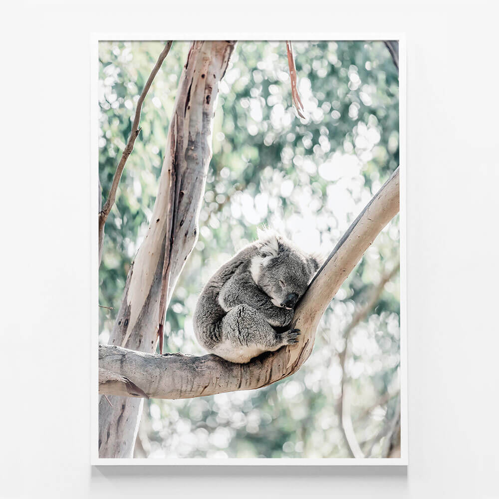 Sleepy Koala